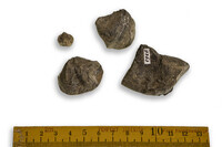 F 09263
<br/>
<br/>
<em></em>
